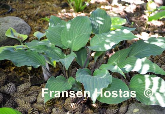 Hosta Miss Linda Smith